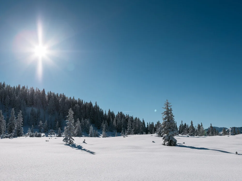 Winterurlaub beim Forstauerwirt Verschneite Lichtung mit Nadelbäumen unter strahlend blauem Himmel