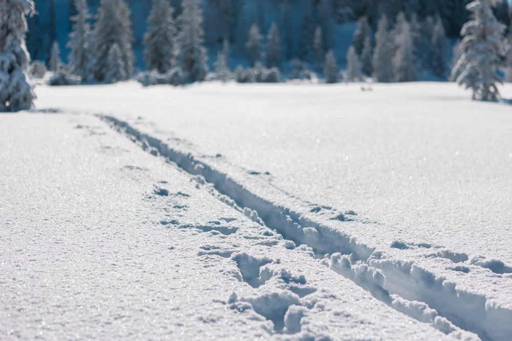 Eine Spur führt durch ein verschneites Feld, im Hintergrund stehen schneebedeckte Bäume