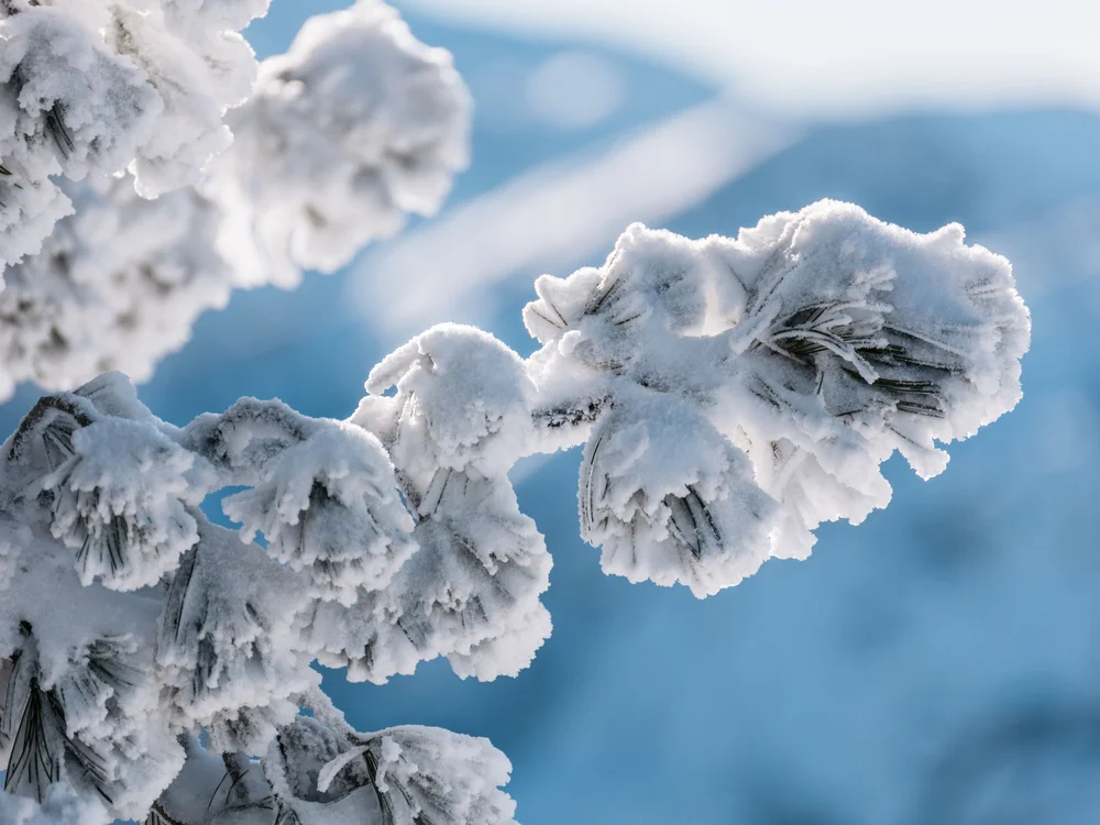 Winterurlaub beim Forstauerwirt Mit Raureif bedeckte Kiefernzweige vor blauem Himmel