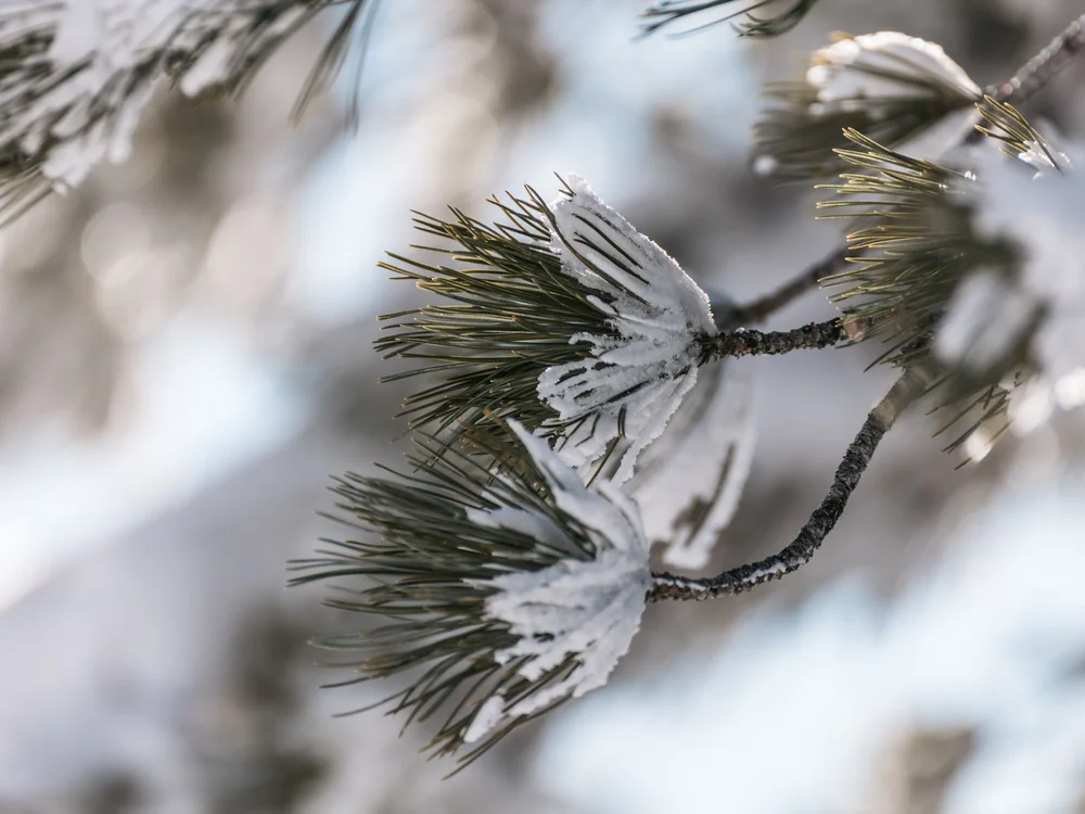 Winterurlaub beim Forstauerwirt Nahaufnahme eines mit Schnee bedeckten Kiefernzweigs